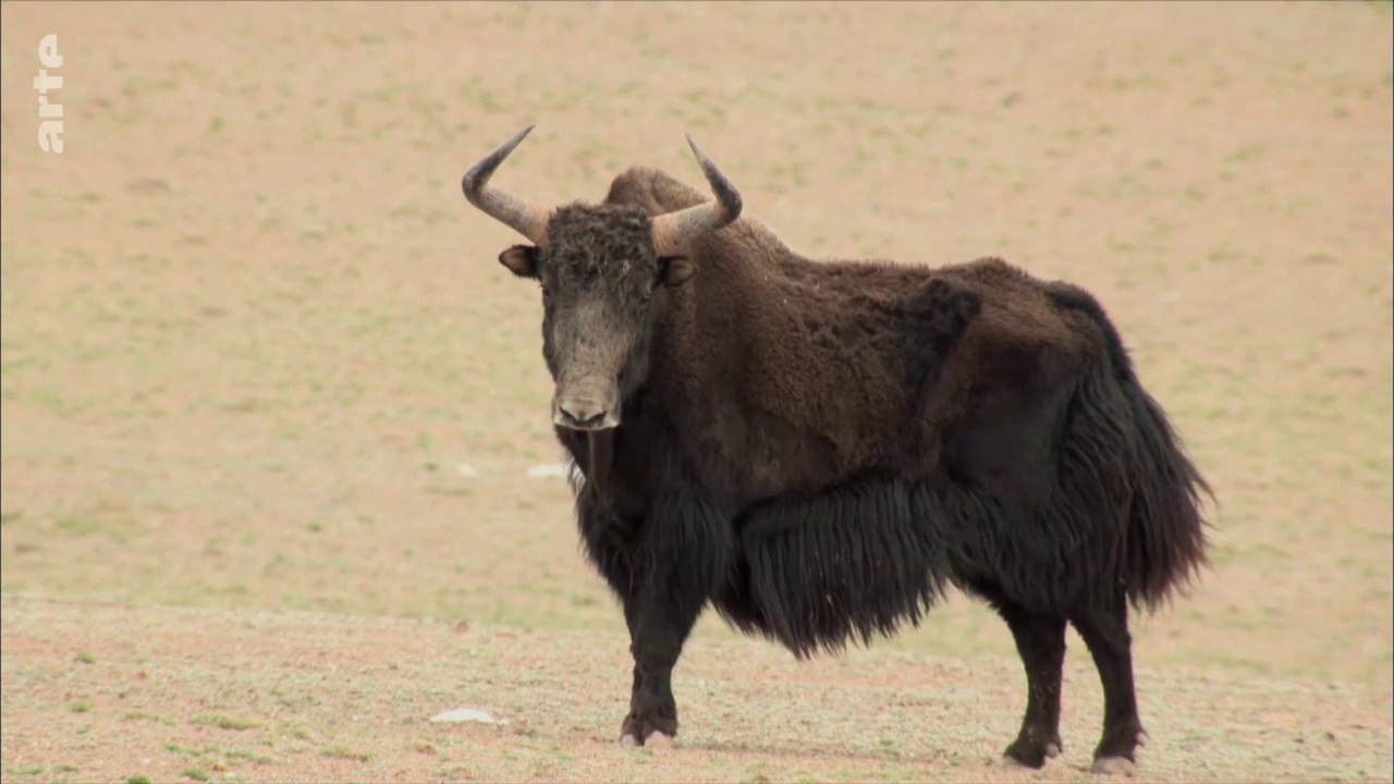 La fabuleuse histoire de l'évolution - Chine, le toit du monde