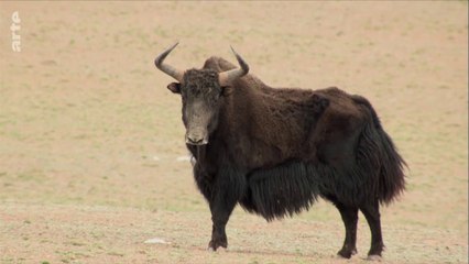 La fabuleuse histoire de l'évolution - Chine, le toit du monde