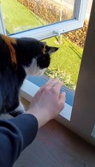 Cat Protects Owner From Dangers of Window Being Open