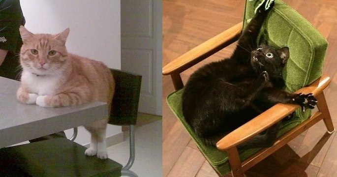 Ces 22 photos hilarantes d'animaux de compagnie difficiles à expliquer