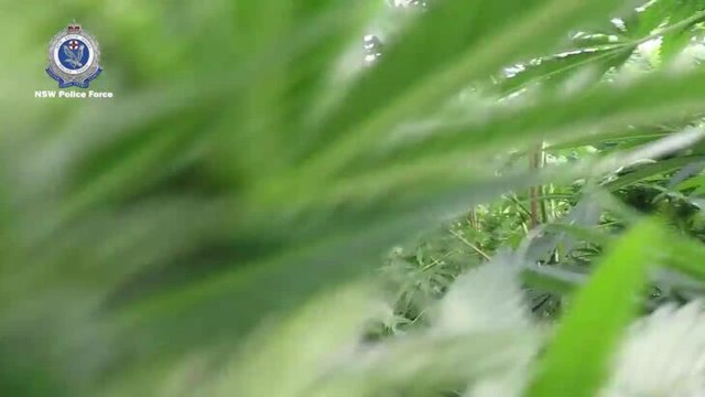 $40 million in cannabis seized mid North Coast - Vision: NSW Police Media