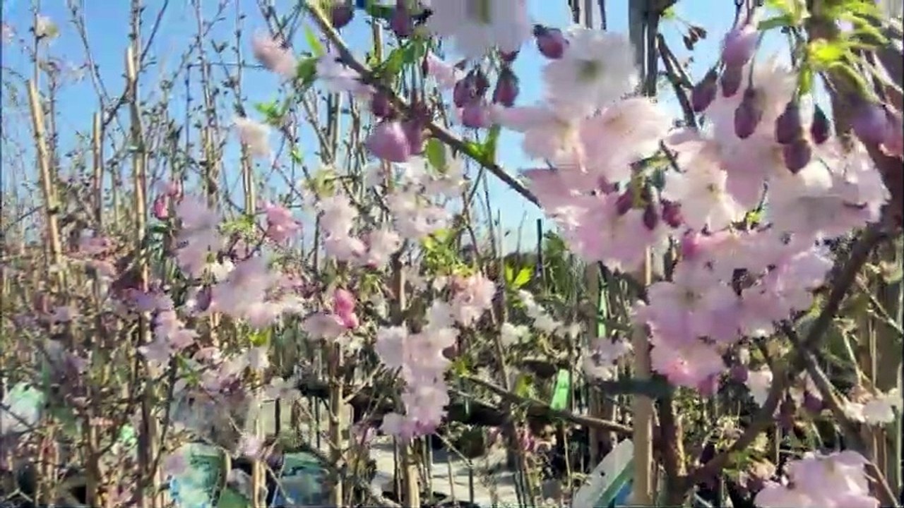 Springrowth Garden Centre