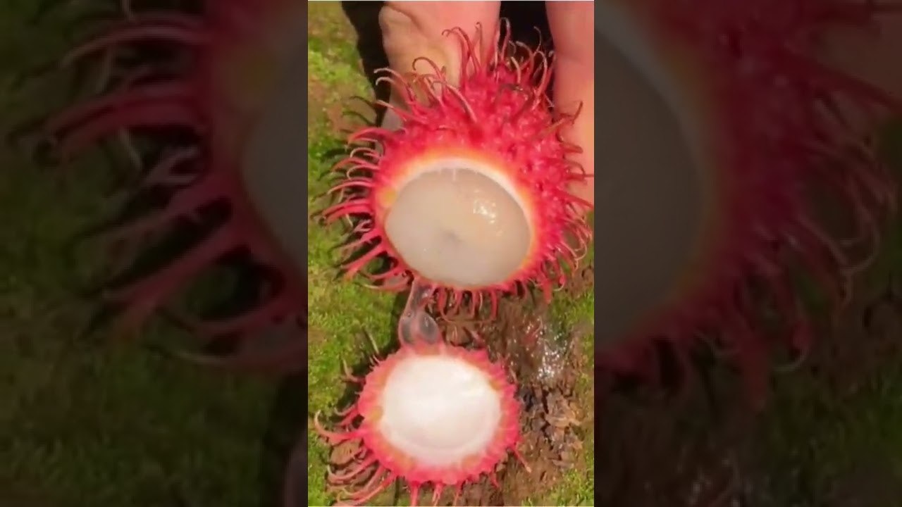 fruit