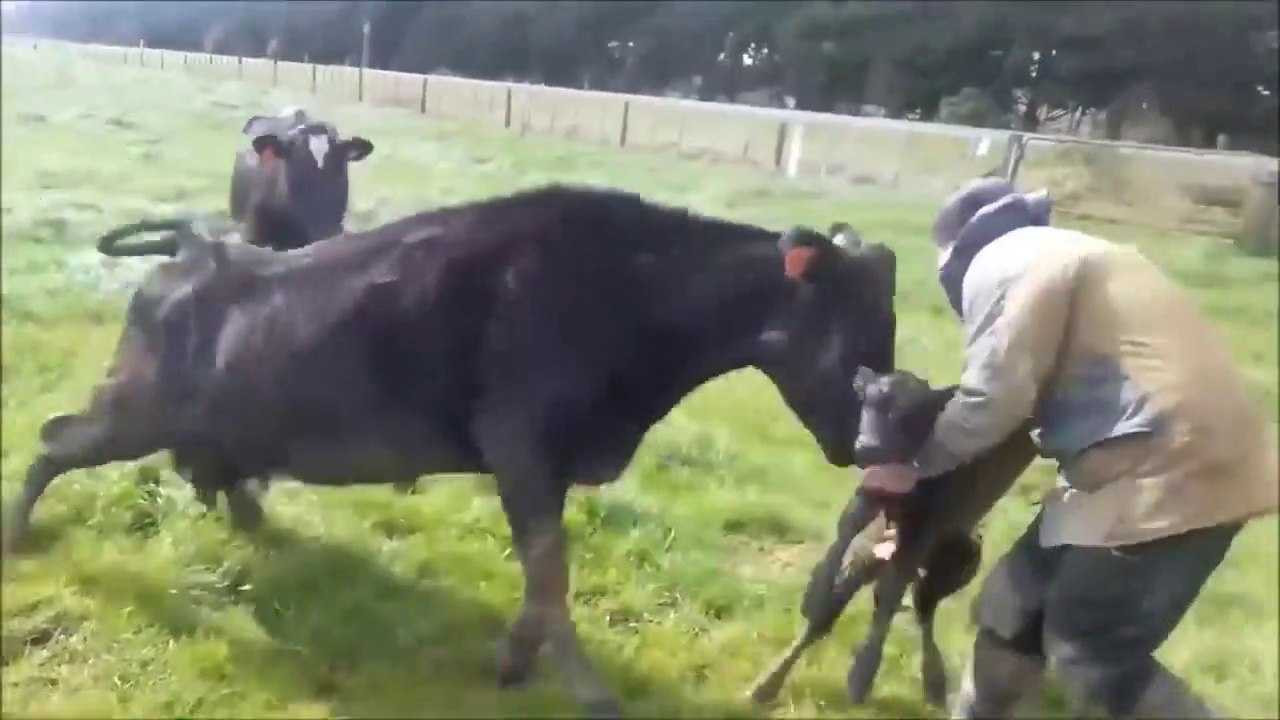 Si ça n'avait pas Été Filmé, personne n'aurait cru. Les Animaux Se Sauvent les uns les autres