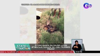 Скачать видео: Pitong manok na panabong galing Luzon na ibinyahe pa-Cebu Province, pinatay | SONA