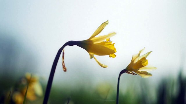 Harry Styles : teaser de l'album Harry’s House