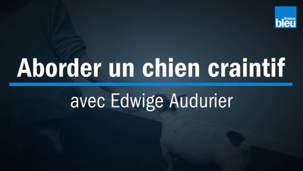 Approcher un chien craintif