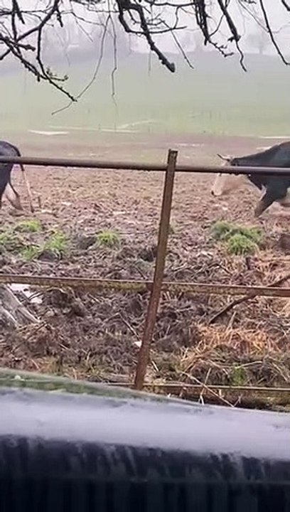 Cows near Harborough