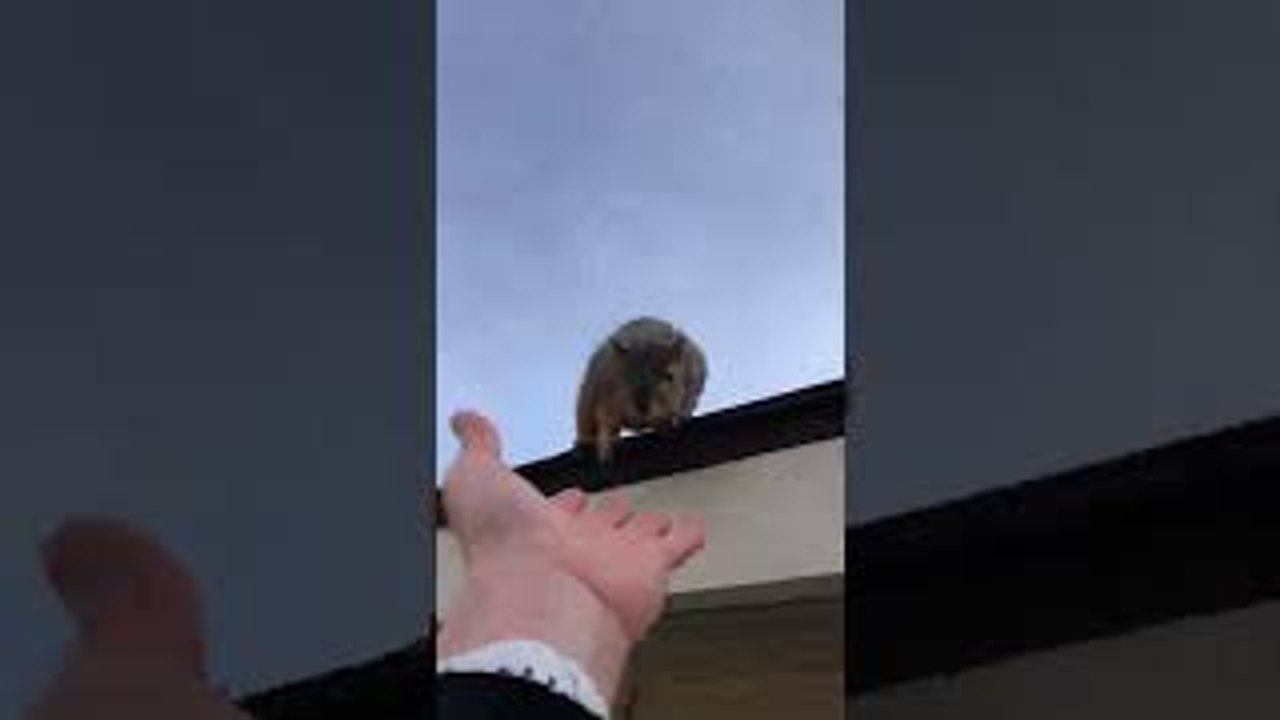 Squirrel Visits Rescuer in Search of Treats