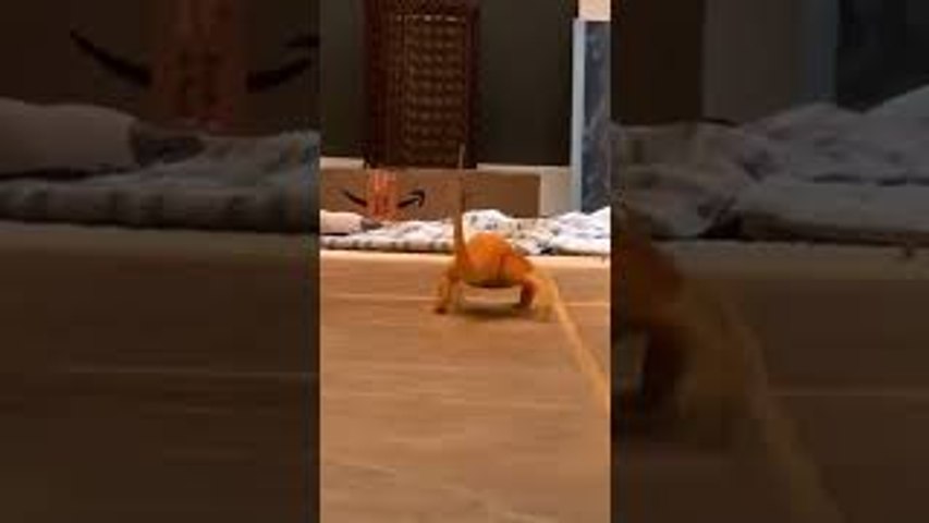 Lizard Slips on the Floor