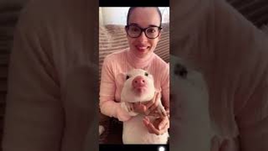 Little Piggy Loves Strawberries