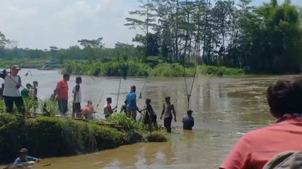 Fenomena Pladu, Ratusan Warga Tulungagung Berburu Ikan Di Sungai Brantas