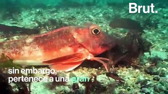 Los tríglidos, unos peces con patas