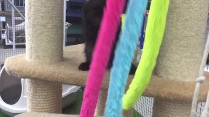 Warrnambool Standard National pet adoption day