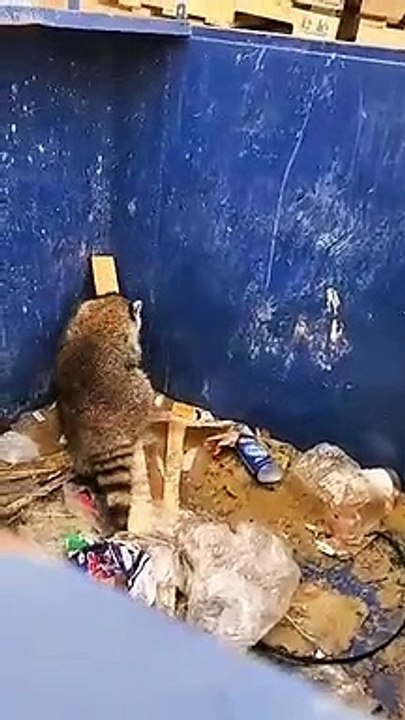 Un raton-laveur vraiment très intelligent