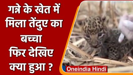 Nashik के एक गांव में गन्ने के खेत में 10 दिन का एक तेंदुए का बच्चा मिला। #Shorts | वनइंडिया हिंदी