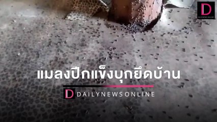 ขนลุก!กองทัพแมลงปีกแข็งบุกยึดบ้าน คลานยุ่บยั่บนับหมื่นตัว | HOTSHOT เดลินิวส์ 29/03/65