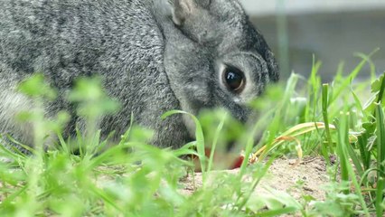 MAESTRO ILAYARAJA BEST TUNE/VELLI KOLUSU MANI