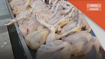 Harga Ayam Naik | Kerajaan mungkin tambah Permit Import