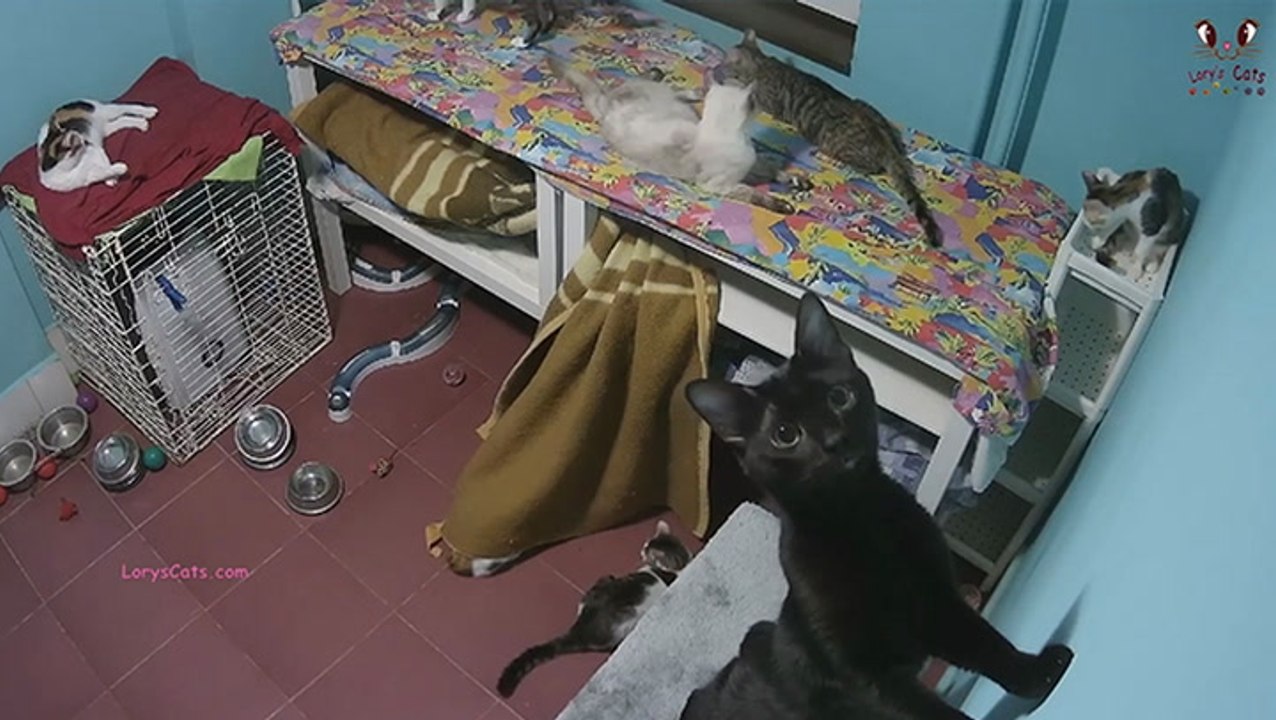 Trashing The House Is A Cat Team Effort