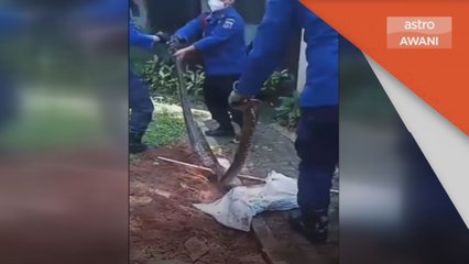 Anggota bomba keluarkan ular sawa daripada saluran paip bawah tanah