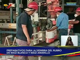 Aragua | Inician preparativos para la siembra de maíz blanco y amarillo en Cagua