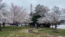 D.C. cherry blossoms reach 'peak bloom'