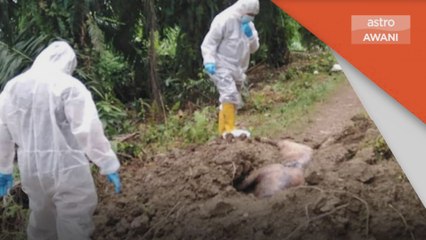 Wabak ASF | Lapan daerah di Sabah diisytihar kawasan wabak ASF