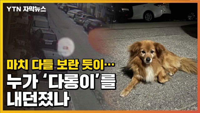 [자막뉴스] 다들 보란 듯이...누가 '다롱이'를 아파트에서 내던졌나 / YTN