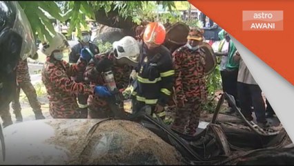 Pokok Hempap Kereta | Pemandu maut di tempat kejadian