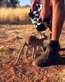 Orphaned kangaroos sleep into the hand made pouch mimic that the own mother pouch...
