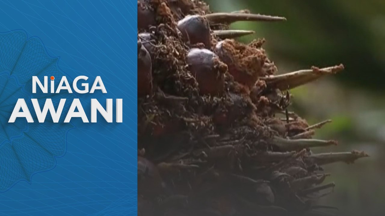 Niaga AWANI: Apa status MSPO dan peningkatan harga minyak sawit?