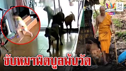 หลวงพ่อยอมถอยเอาหมาพิตบูลฝากบ้านแม่ หลังวิ่งพังบ้านล่าแมว ชาวบ้านยันเชื่องไม่ดุ|ทุบโต๊ะข่าว|23/03/65