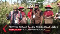 Tradisi Panen Padi Gunung dan Nutuq Bahamp di Desa Putat Kutai Kartanegara