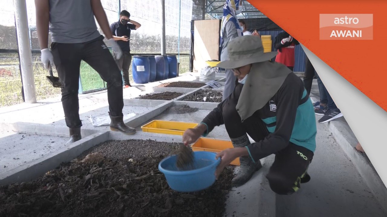 Inovasi | Baja kompos gunakan 'Black Soldier Fly Larva'