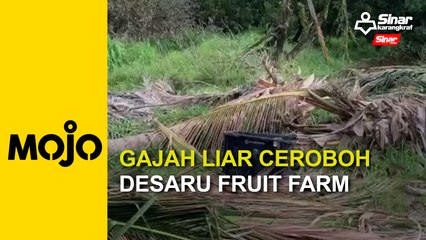 Gajah liar ceroboh Desaru Fruit Farm