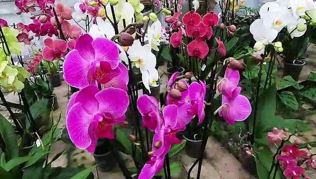 France : orchidées de Roquebrune-sur-Argens