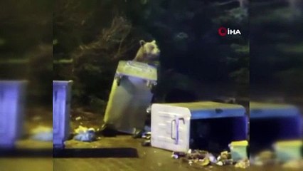 Bursa'da ayı ile böyle göz göze geldiler