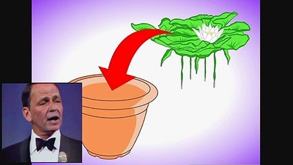How to Plant Aquatic Plants