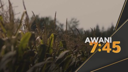 Tuaian bijirin musim panas stabil di China