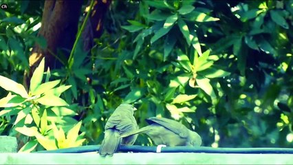 The jungle babbler (Argya striata) - babbler Birds Species