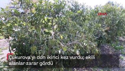 Çukurova'yı don ikinci kez vurdu; ekili alanlar zarar gördü