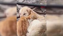 Soğukta 2 kedi ile 1 köpeğin birbirine sokulduğu anlar kamerada