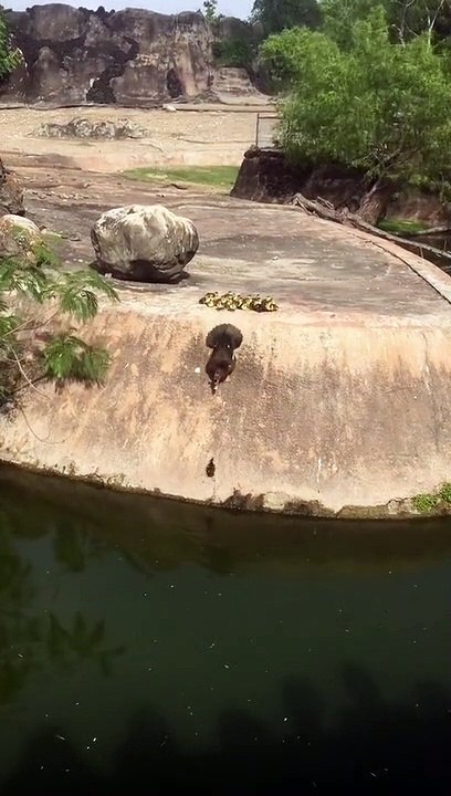 Patos