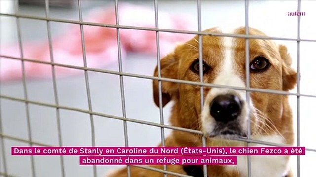 Cruauté animale : ils abandonnent leur chien pour une raison absurde