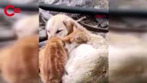 Soğukta 2 kedi ile 1 köpeğin birbirine sokulduğu anlar kamerada