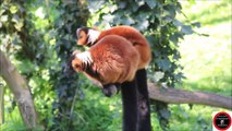 Visite au Zoo des Sables D ' Olonne ( Vendée ) 23/03/2022 : A la rencontre des Varis & Manchots