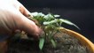 Growing TOMATO Plant From Tomato Slice TIME LAPSE - 120 Days