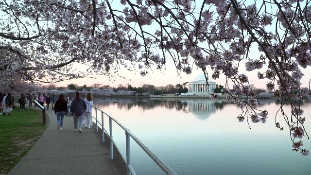 Les cerisiers en fleurs attirent les foules à Washington