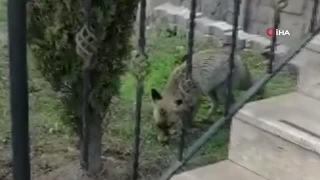 Evinin önüne gelen tilkiyle dost olan kadının diyaloğu tebessüm ettirdi: O benim arkadaşım, uğurum